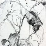 Marina Berdalet - Sèries - apunts i obra del natural - Planta - Llapis sobre paper - 30 x 40 cm - 1989