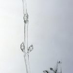 Marina Berdalet - Sèries - apunts i obra del natural -Branca tallada de castanyer bord - Llapis sobre paper - 70 x 100 cm - 29.1.2002