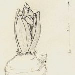 Marina Berdalet - Sèries - Moviments del silenci - Hyacinthus - 6.2.2000 (19.45 h)