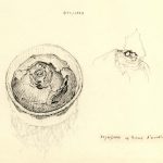 Marina Berdalet - Sèries - Moviments del silenci - Hyacinthus - 8 i 10.11.1999