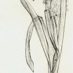 Marina Berdalet - Sèries - Moviments del silenci - Hyacinthus - 15.5.2000 (16 h)