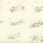 Marina Berdalet - Sèries - Moviments del silenci - Flor de Zygocactus Truncatus - seqüència dels 27 apunts del natural - Llapis sobre paper - 1999 -2000