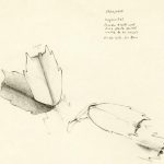 Marina Berdalet - Sèries - Moviments del silenci - Flor de Zygocactus Truncatus - Llapis sobre paper - 15.11.1999 - 1r dibuix