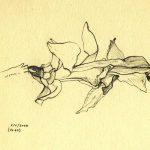 Marina Berdalet - Sèries - Moviments del silenci - Flor de Zygocactus Truncatus - Llapis sobre paper - 2.1.2000 - 14 h