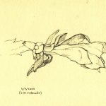 Marina Berdalet - Sèries - Moviments del silenci - Flor de Zygocactus Truncatus - Llapis sobre paper - 4.1.2000 - 0 h 15’ de la matinada