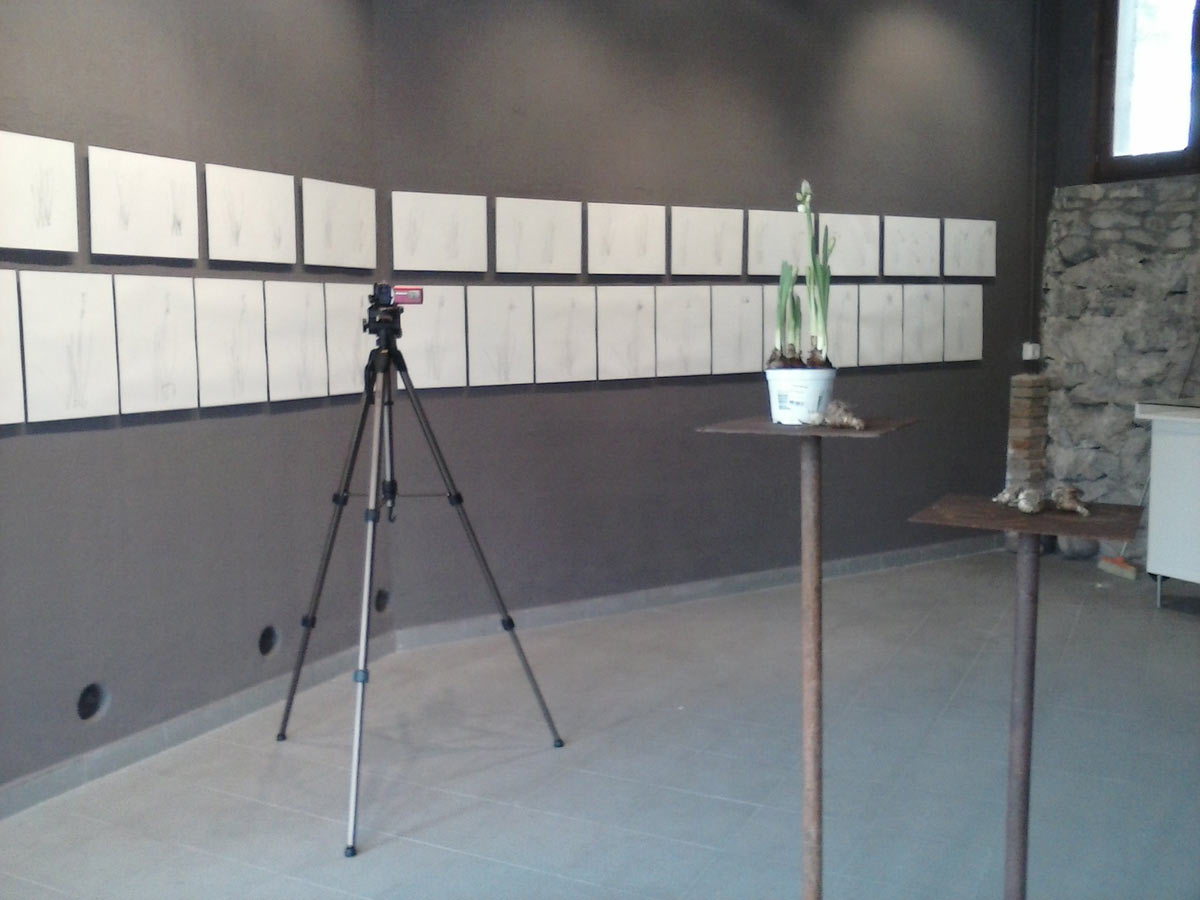 Marina Berdalet - Exposicions - Llapis sobre paper al Cacis. 2013. Instal.lació dibuixos de la sèrie Moviments del Silenci. Narcís